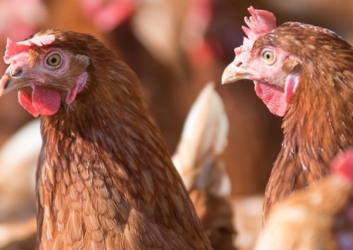 Vacinas inativadas são ferramentas estratégicas na sanidade avícola