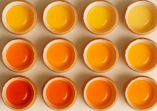 ColorGuard chega ao mercado para elevar o padrão da pigmentação na indústria avícola