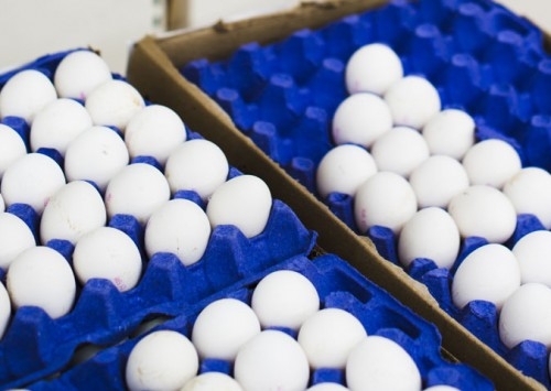 Exportações de ovos cresceram 304,7% em julho com receita do mês atingindo US$11,8 milhões, uma alta de 340,9%