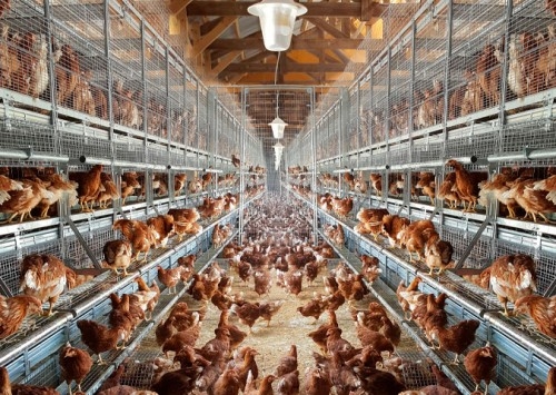 Conexão Livre 2025 reúne produtores, indústria alimentícia e varejo em debate sobre mercado de ovos de aves livres