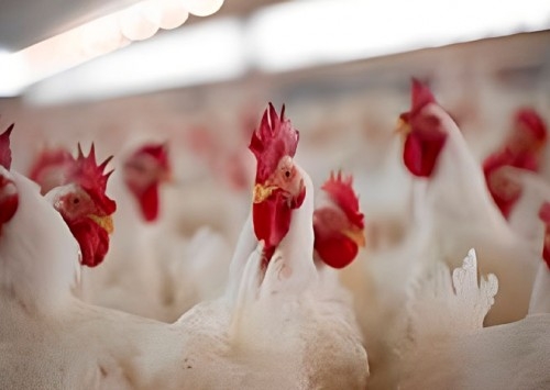 Zoetis alerta para o metapneumovírus aviário, uma ameaça à produtividade das aves