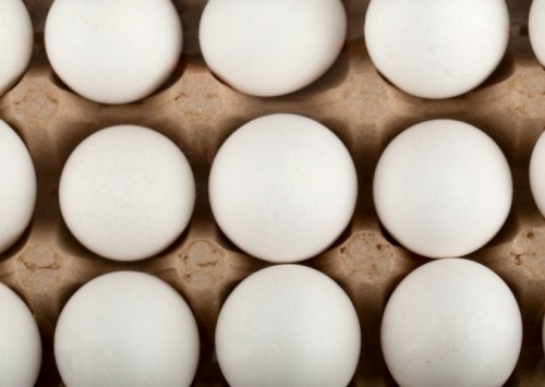 Exportações de ovos crescem 13,6% em outubro, informa ABPA; alta acumulada no ano chega a 151,2%