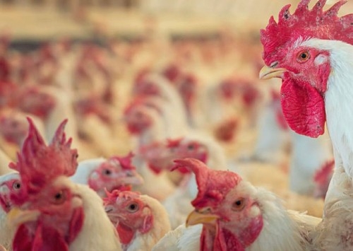 Argentina confirma caso de influenza aviária em aves comerciais em Ranchos, província de Buenos Aires