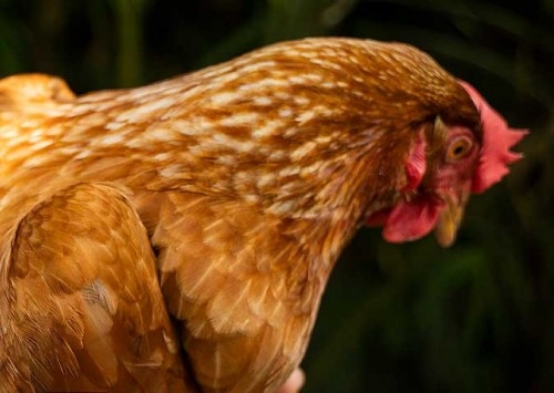 Os mitos sobre a Bronquite Infecciosa das Aves, uma ameaça à rentabilidade e produtividade do setor