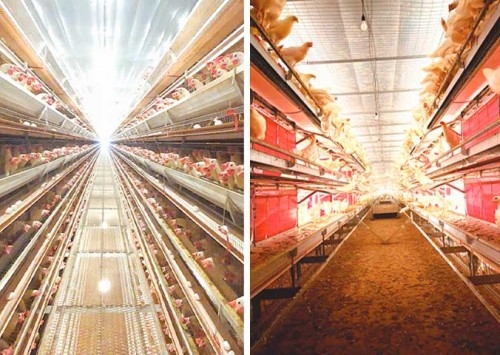 Artabas conecta produtividade, tecnologia e bem-estar em dois modelos estratégicos de aviários para a postura