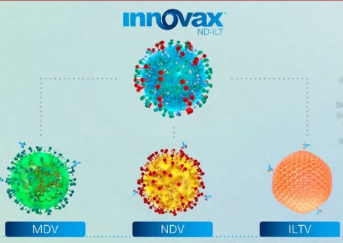 Escolhas estratégicas para a gestão sanitária e o controle da laringotraqueíte