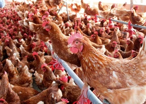 Bem-estar animal ganha protagonismo no acesso a novos mercados