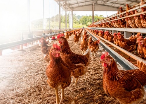 Vacinação executada com precisão técnica e respeito ao manejo é ferramenta de promoção do bem-estar animal