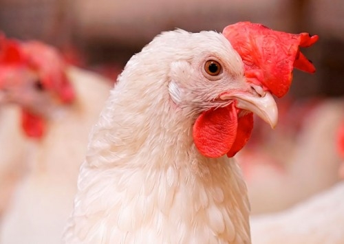 MSD Saúde Animal reúne especialistas internacionais para série de webinars sobre avicultura e vacinação