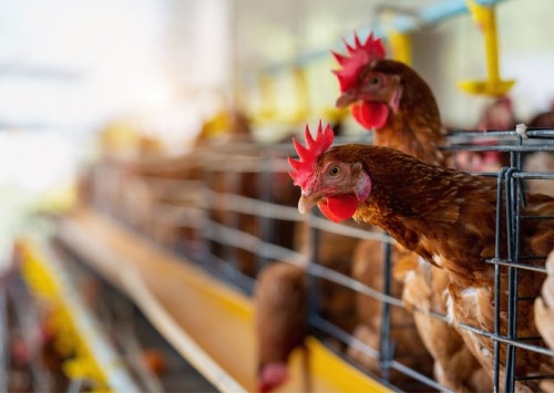 Estratégias de prevenção protegem reputação da avicultura brasileira no mercado global