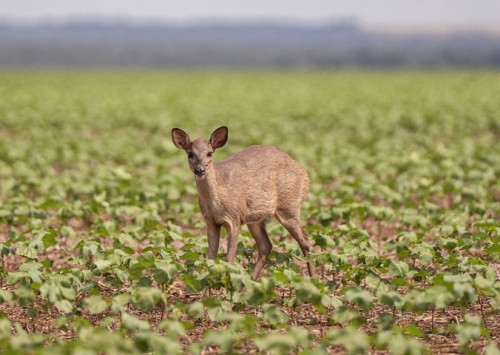 Projeto Patas do Cerrado transforma fotos em ferramenta de educação ambiental nas fazendas do Grupo Bom Jesus