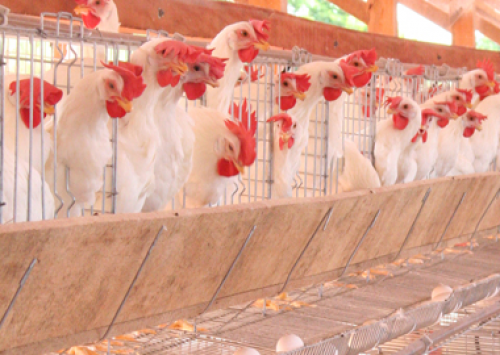 Onda de calor provoca queda de 10% na produção de ovos em Bastos