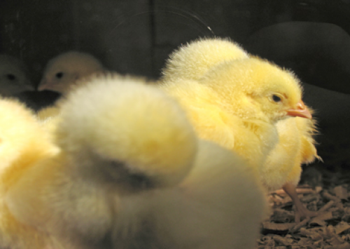 Ubabef pede intervenção governamental por retorno do acesso ao crédito