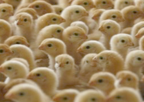 Ubabef alerta: crise na avicultura já resultou em 5.750 demissões