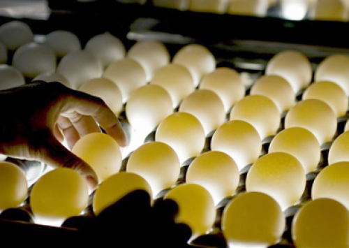 Produtores de ovos já contabilizam perdas