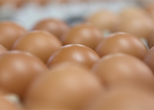 Colômbia exportará ovos para o México