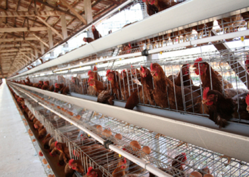 Produtores de ovos de Bastos já promovem descarte de aves