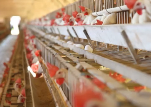 Avicultura de postura paranaense articula expansão da atividade