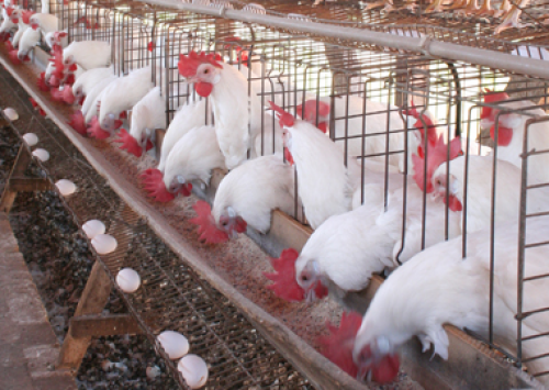 Reunião Anual do CBNA traz programação em sintonia com o mercado