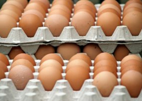 Oferta muito alta e ovos galados no mercado impulsionam queda de preço