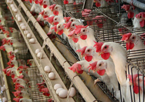 Avicultores do Sul de Minas terão jornada sobre Instruções Normativas