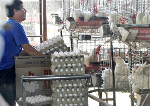 Empregos na avicultura mexicana também sofrem com influenza