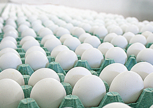 Produção deve crescer de forma constante e segura, avalia Turra