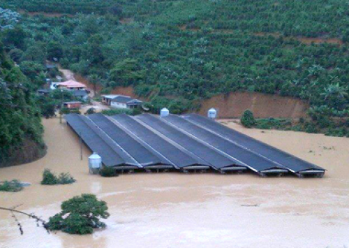 Chuva causa estragos à avicultura no Espírito Santo