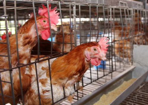 Influenza aviária no México torna situação avícola desesperadora