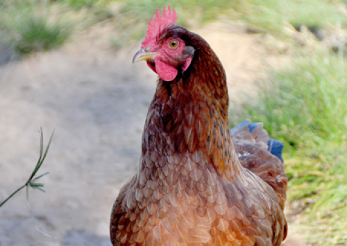 Embrapa Suínos e Aves leva poedeira colonial à Avesui 2013