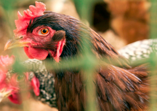 Estados Unidos não aprovam lei que proíbe gaiolas convencionais