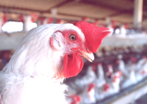 Holanda proíbe a debicagem em aves poedeiras