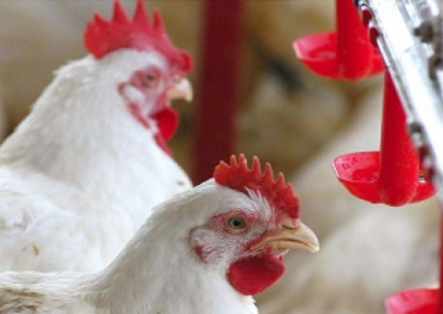 México abre oficialmente seu mercado aos produtos avícolas do Brasil