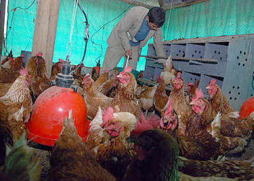 Galinhas felizes produzem mais ovos e ovos de melhor qualidade