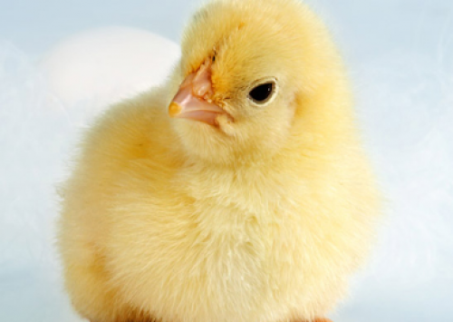 Empresas de genética avícola prestigiam o SIAV 2013