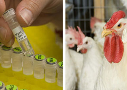 Hy-Line Internacional investe em novo programa de ampliação 