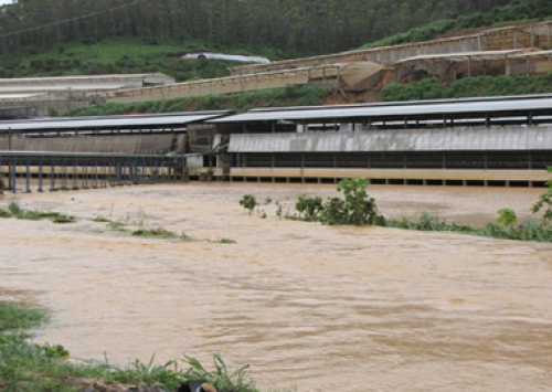 Santa Maria de Jetibá perdeu milhares de aves com enchentes