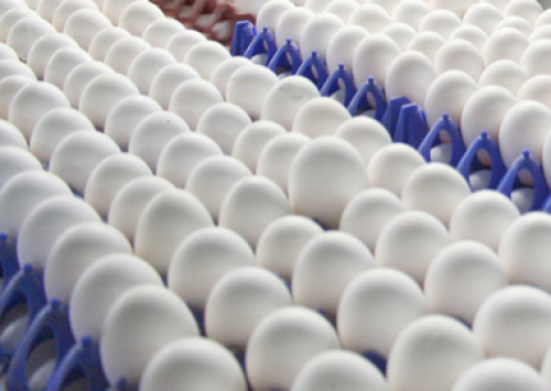 Ano começa com boas perspectivas para o ovo