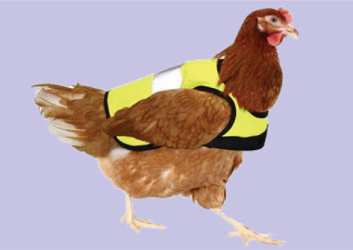 Reino Unido lança a moda dos “casacos” para galinhas