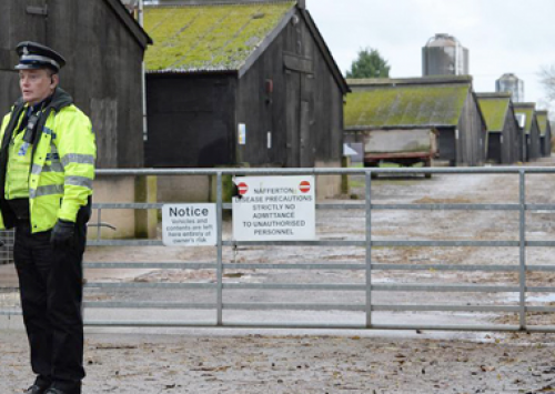 Gripe aviária foi identificada em terceira granja na Holanda