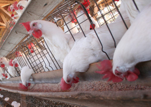 Está faltando metionina no mercado avícola