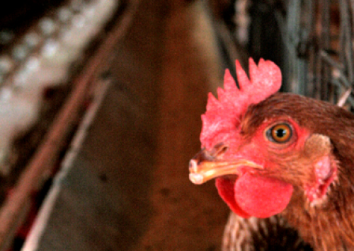 Canadá põe em quarentena quinta granja devido a surto de gripe aviária