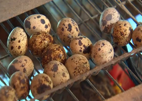 Produção de ovos de codorna ganha força em São Paulo