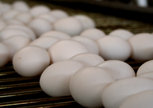 IBGE aponta produção recorde de ovos no terceiro trimestre