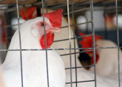 Lideranças paulistas debatem lei que proíbe criação de aves em gaiolas