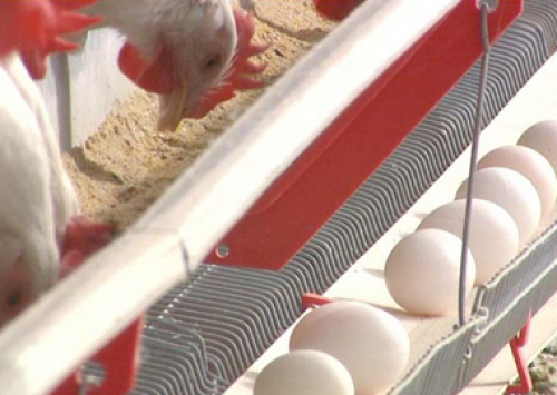 Calor extremo afeta produção e cotação dos ovos