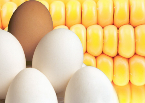 Fortes altas no preço do ovo e milho marcaram o mês de fevereiro