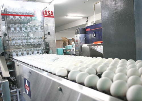 Automação cresce nas granjas brasileiras