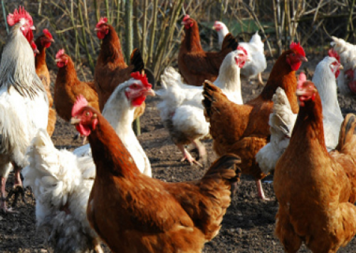 Avicultura espanhola tem 93% de aves alojadas em gaiolas
