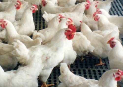 Contrabando e nova normativa avícola preocupam avicultores colombianos